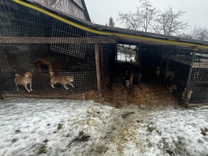 Zamiast jednego - około 100 psów na posesji. Policja zabezpieczyła 39 zwierząt