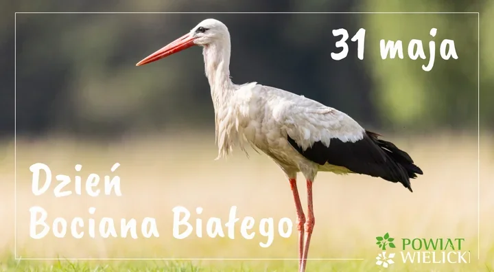 Dzień Bociana Białego. Dlaczego ten ptak wciąż zachwyca Wieliczkę i całą Polskę