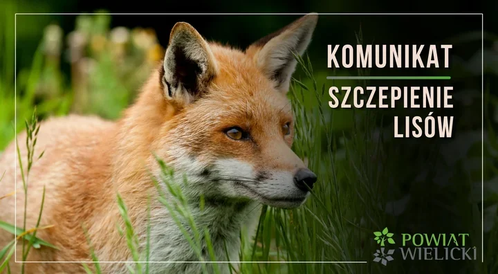 Szczepionka dla lisów zrzucana z samolotów. Ważne zasady w Wieliczce