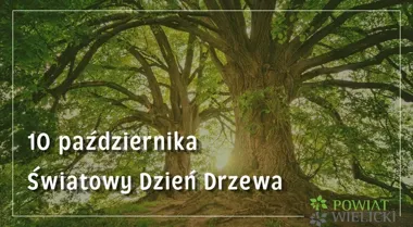 Drzewa chłodzą miasta i chronią glebę. Dlaczego warto o nie dbać?